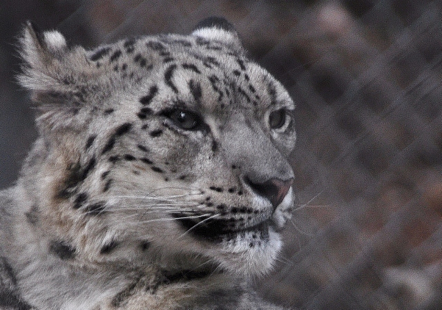 snow leapord